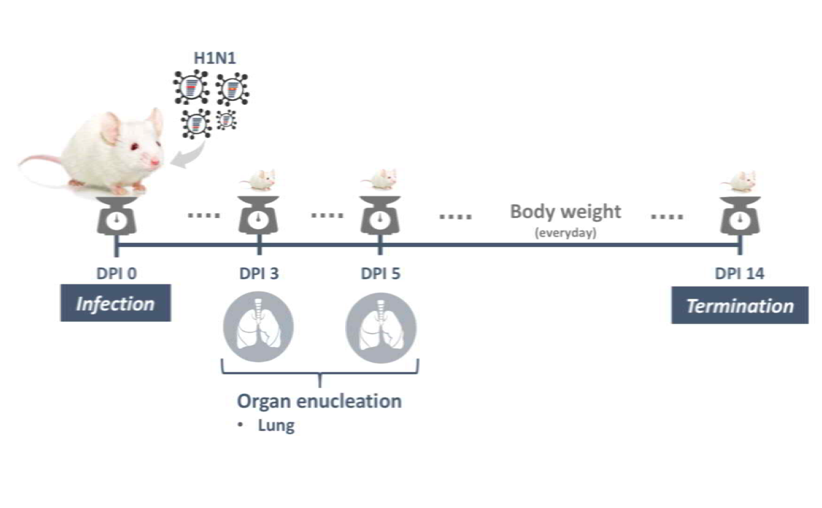 H1N1 바이러스의 마우스 모델에서의 병원성 평가 모식도