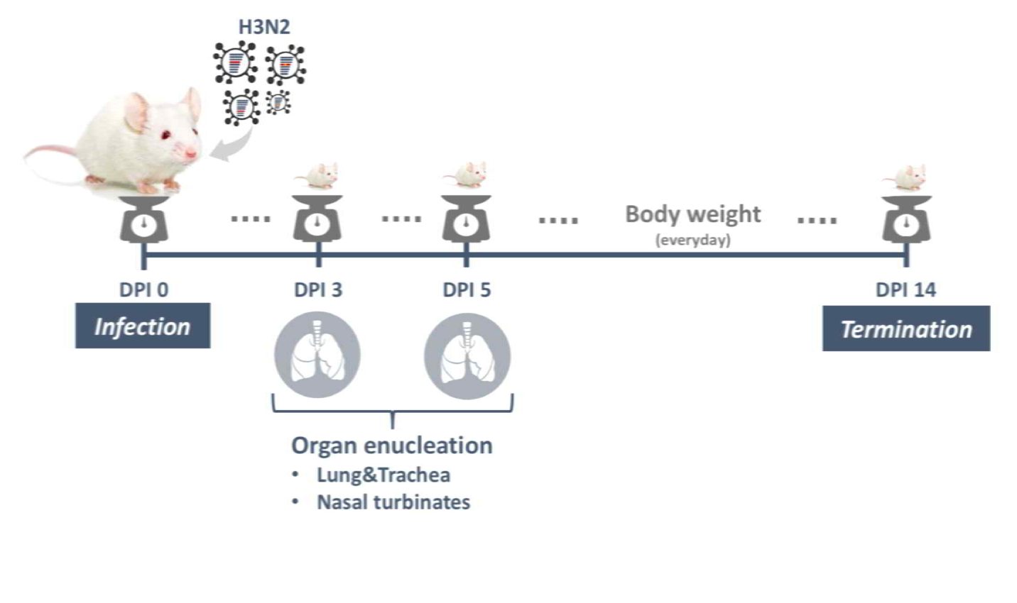 H3N2 바이러스의 마우스 모델에서의 병원성 평가 모식도