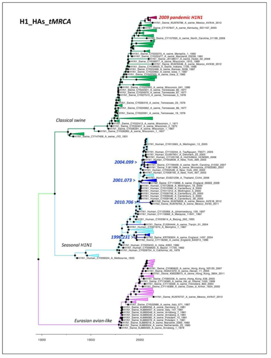 human-to-swine 전파를 나타낸 H1 HA clades의 tMRCA value