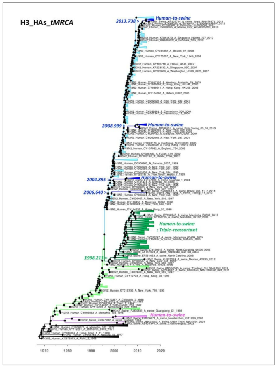 human-to-swine 전파를 나타낸 H3 HA clades의 tMRCA value