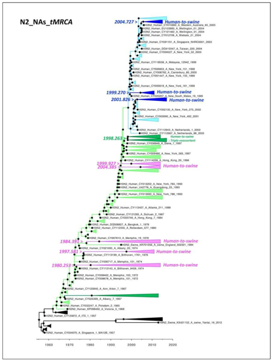 human-to-swine 전파를 나타낸 N2 NA clades의 tMRCA value