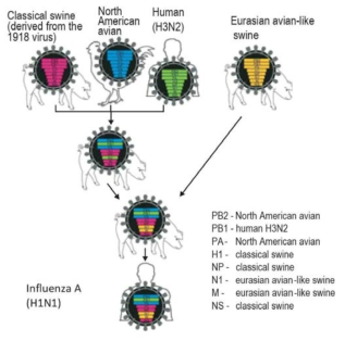 2009 신종 인플루엔자 H1N1 바이러스의 유전자 재조합, Influenza and Other Respiratory Viruses, 2011