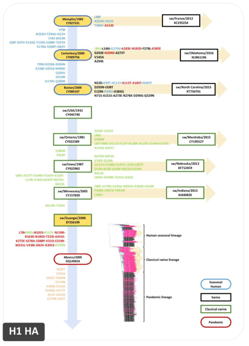 H1 HA 유전자의 MCC tree 기반의 돌연변이 지도