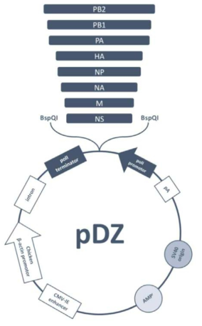 pDZ 벡터 모식도