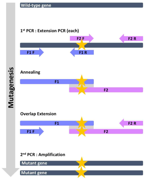 Overlap extension PCR을 이용한 mutagenesis 모식도