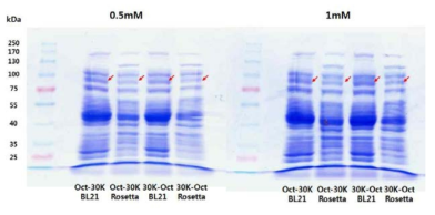 대장균주 및 30Kc19의 결합 부위, IPTG처리 농도가 Oct4-30Kc19 단백질 발현량에 미치는 영향