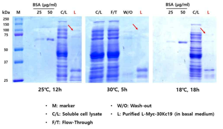 수용성 L-Myc-30Kc19 단백질의 생산 및 배양 온도에 따른 생산량 변화