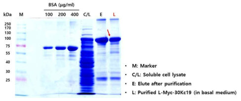 불용성 L-Myc-30Kc19 단백질의 발현 및 변성 후 재접힘을 통한 수용화