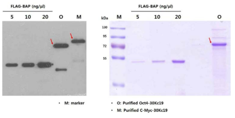 HEK293 cell에서 Oct4-30Kc19와 C-Myc-30Kc19의 생산. 발현 후 정제까지 완료한 단백질을 western blot으로 확인(왼쪽 그림). 정제된 Oct4-30Kc19을 SDS-PAGE를 통해 분석한 결과(오른쪽 그림)