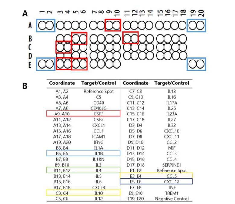 cytokine array kit 구성. (A) 붉은 네모로 각 환자에서 모두 발현되는 중심 cytokine을 표시함. (B) 각 spot 구성 cytokine