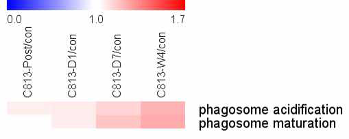 원숭이transient 뇌경색모델에서 시기별 phagosome 단백질들의 발현변화