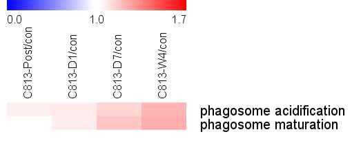 원숭이 permanent 뇌경색모델에서 시기별 phagosome 단백질들의 발현변화
