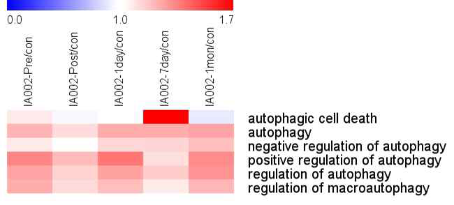 인간 뇌경색 환자에서 시기별 autophagy 단백질들의 발현 변화