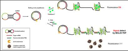 RCA와 산화그래핀 자성구조체를 이용한 유전자 형광 검출 모델 실험(miRNA) 전략