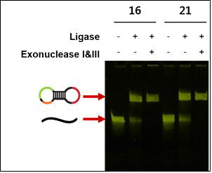 선형 Dumbbell padlock의 T4 ligase에 의한 양 말단 접합 확인
