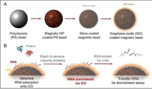 산화그래핀 기반 자성구조체의 제작 및 RNA 추출 과정 모식도