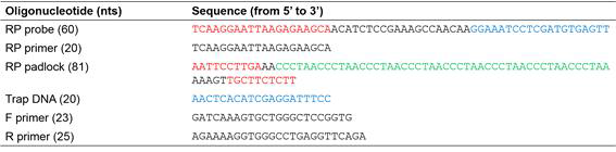 RCA와 PCR을 결합한(RP) 바이러스 RNA 검출 oligo 설계