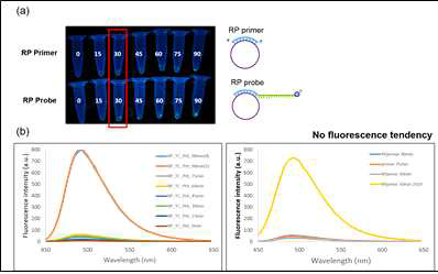 RCA와 PCR을 결합한 바이러스 RNA 검출 모델 실험