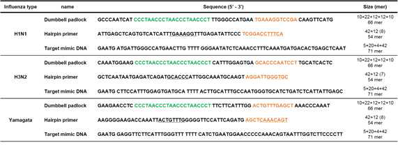 인플루엔자 바이러스 유전자 특이적 형광 검출을 위한 dumbbell padlock, hairpin primer, Target mimic DNA 설계(4중 나선구조: 녹색 표기, primer 결합: 주황색 표기, hairpin 형성: 밑줄 표기)