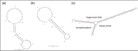 H1N1 Dumbbell padlock과 hairpin primer, target mimic DNA의 self structure 및 결합 분석