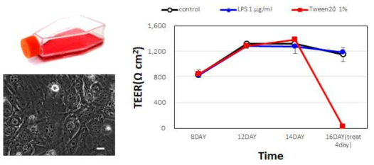 장 상피세포에서 활성검증 방법 구축 예시 (장 투과도 TEER 측정법)