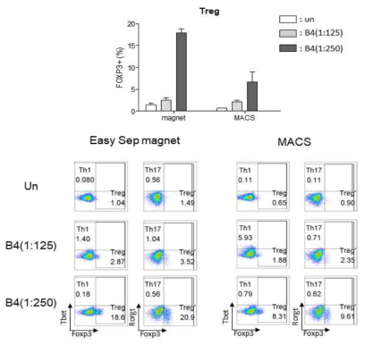 미접촉 T 세포 분리방법에 따른 Treg 세포 분화능 비교