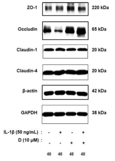 장상피 세포에서 DC가 tight junction 단백질 발현양에 미치는 영향