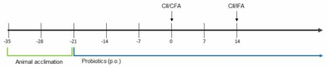 DBA1/CIA 모델을 이용한 프로바이오틱스 효능 검사 실험 방법