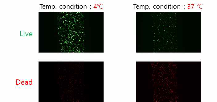 온도 특성에 따른 프린팅 된 바이오 잉크의 세포생존능 분석 (Live/Dead assay→Green : Live Cell, Red→Dead Cell