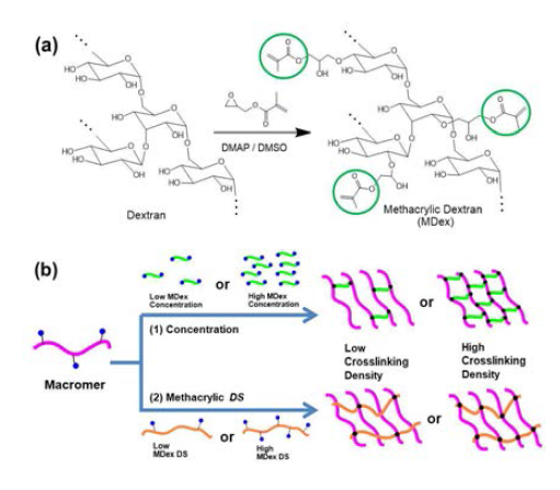 (a) Methacrylic dextran (MDex) 합성 (b) MDex 의 DS를 조절하면서, 가교된 하이드로젤의 기계적 물성 조절