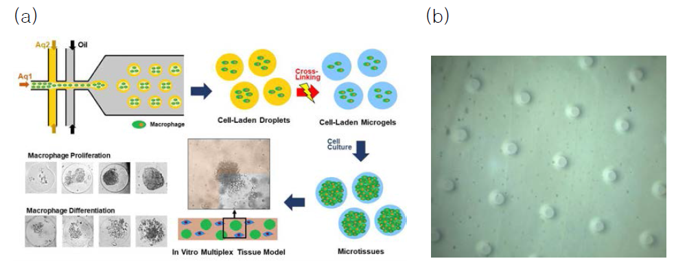 (a) Flow-focusing microfluidic 공정법으로 세포주입된 마이크로젤 제작. (b) Photolithography법으로 미세채널 구조를 가진 세포주입 하이드로젤 제작