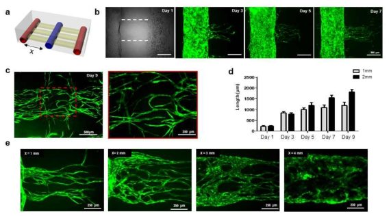 3D 바이오 프린팅을 이용해 형성된 미세혈관 이미지. (a) 프린팅 구조체 구상도, (b) 형성된 미세혈관의 날짜별 이미지, (c) 프린팅 9일 후 양쪽 채널에서 뻗어난 미세혈관이 서로 연결됨, (d) 혈관내피세포 채널과 섬유아세포의 간격에 따른 신생혈관형성 속도 비교, (e) 간격에 따른 신생혈관형성 결과 이미지. green: GFP-HUVEC