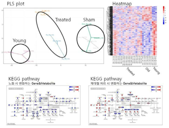 Mouse brain transcriptome analysis