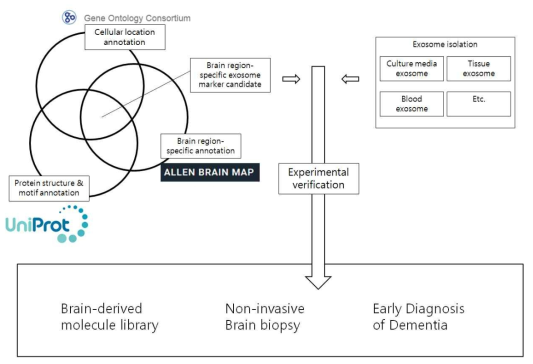 뇌유래 엑소좀 바이오마커 발굴 모식도