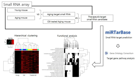 Mouse brain small RNA study scheme