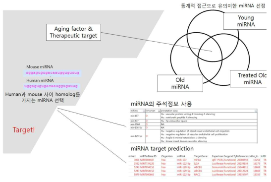 마우스 연구 결과를 토대로 인간에 대한 적용 전략 모식도