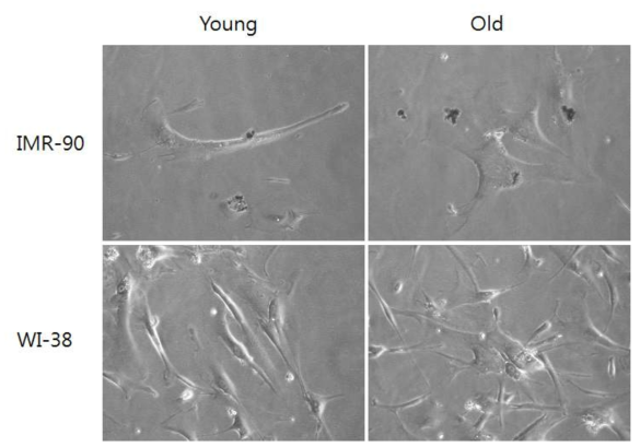 IMR-90, WI-38 세포의 노화 진행에 따른 세포 형태 변화