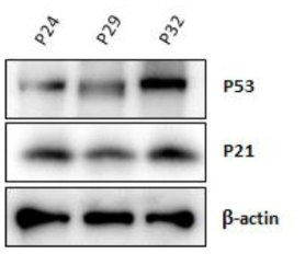 p21 및 p53 발현 변화를 통한 세포 노쇠 확인