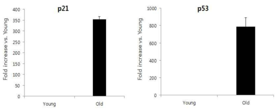 노화 세포 모델에서 Real-time PCR 방법을 이용한 p21 과 p53의 mRNA 발현량 확인