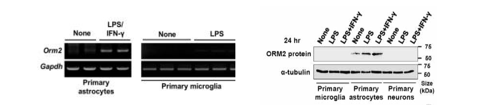 LPS/IFN-r를 처리한 신경교세포 중 성상교세포에 Orm2가 선택적으로 증가되었음
