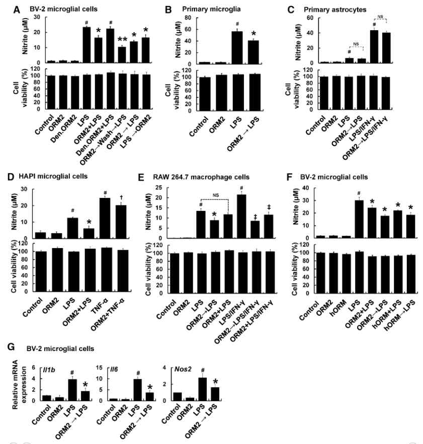 재조합단백질 Orm2의 미세아교세포의 활성에 대한 항염증 효과