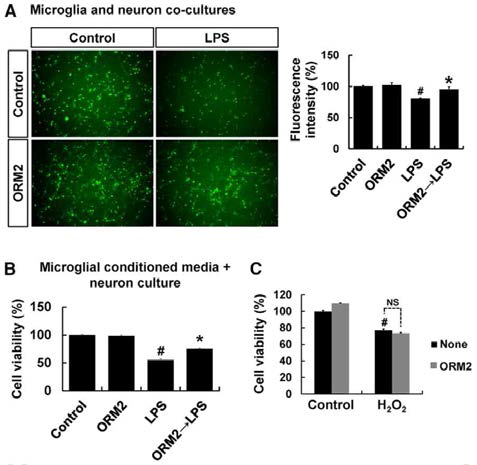 미세아교세포의 신경독성에 대한 Orm2의 신경보호 효과