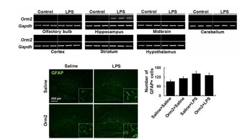 LPS로 유도된 뇌염증 동물 모델에서 Orm2의 뇌 부위별 발현 양상. Orm2는 해마체의 성상교세포 특이적인 발현 양상을 나타냈음