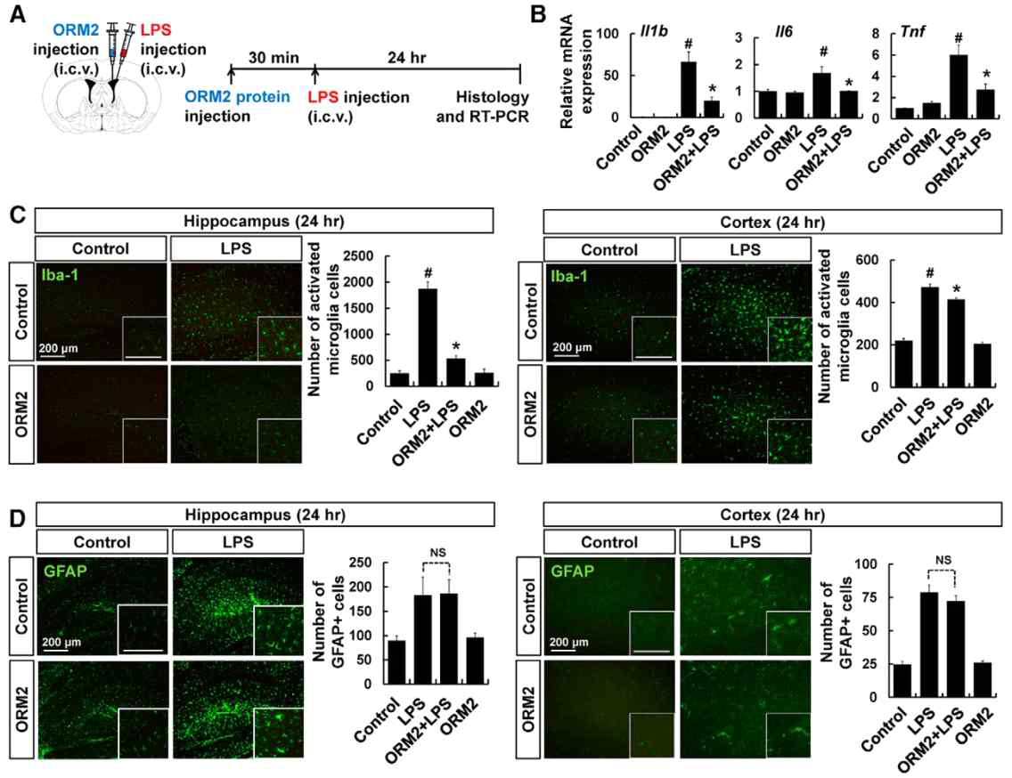 Orm2 shRNA를 이용한 넉다운 마우스에서 뇌염증 변화 및 미세아교세포의 변화