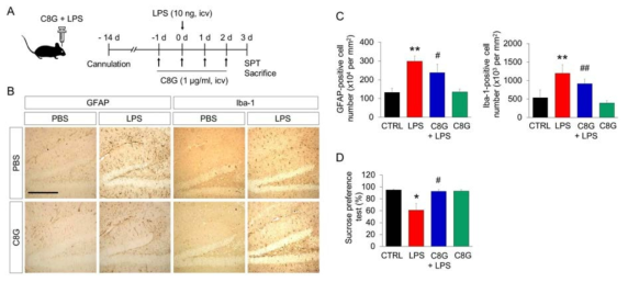 LPS로 유도된 뇌염증 동물모델에서 C8G 재조합 단백질의 뇌실 주사에 의한 효과