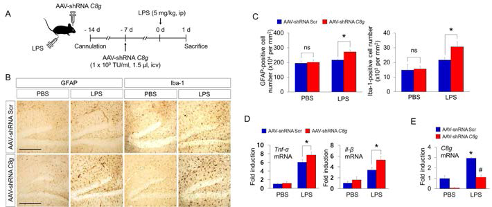 LPS로 유도된 뇌염증 동물 모델에서 AAV-shRNA C8G의 뇌실 주사 효과