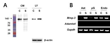 염증 자극 후 Hevin의 세포질 및 배약액의 단백질 수준 확인 (A) CM: conditioned media, LY: cell lysate, C: control, S: LPS/IFN-r treatment. 세포질의 총 단백질의 loading control은 beta-actin을 사용하였음), MMP-3와 ADAMTS4의 유전자 발현 확인 (B). Ast: 성상교세포, uG: 미세아교세포, Endo: 혈관내피세포)