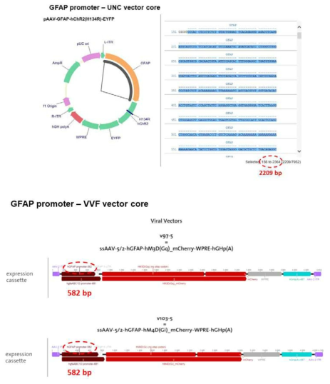 GFAP promoter - UNC vector core and VVF vector core