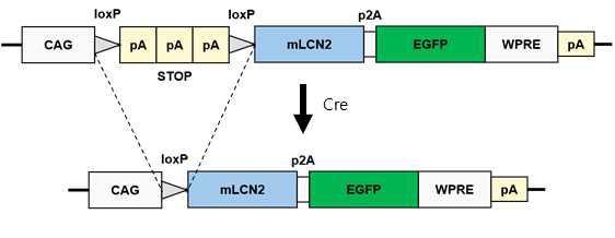 LCN2 transgenic mouse design