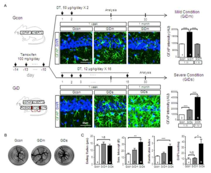 Establishment of astrocyte-specific diphtheria toxin-induced (GiD) animal model as a non-cell autonomous neurodegeneration model